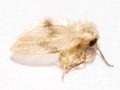 Psychoda sigma